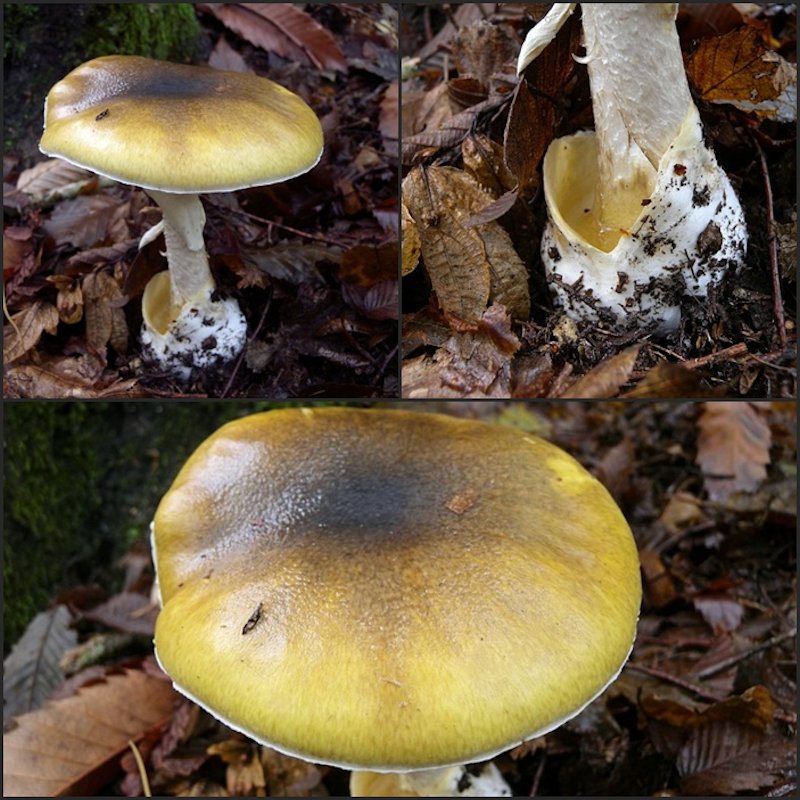 colori e sapori del bosco!!!